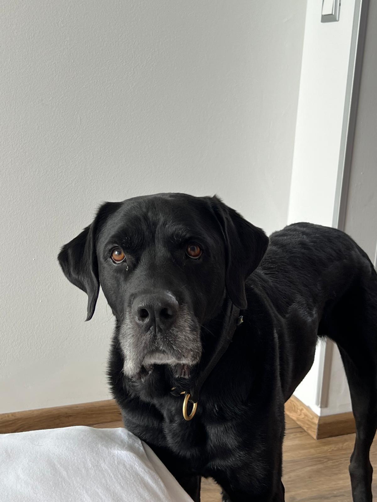 Hector